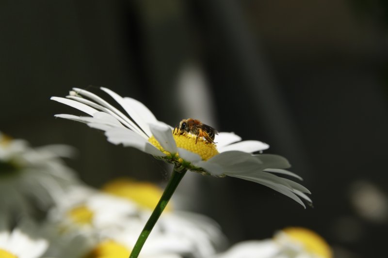 Abeille sur Marguerite épanouie . Au jardin. LISE JALOUX